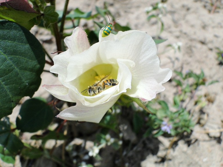 apis-mellifera-em-flor-de-algodao-foto-viviane-pires_.JPG