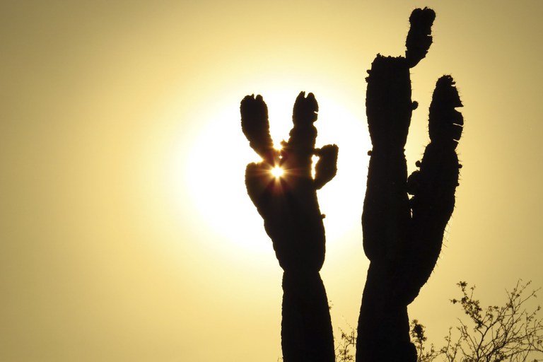 2020-04-28-dia-da-caatinga-adobestock