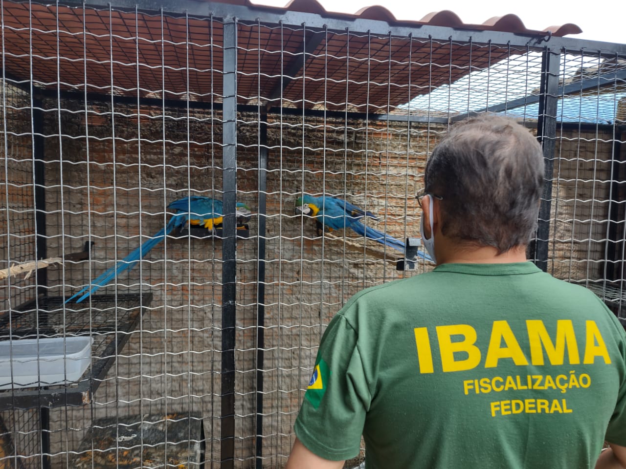 Ibama em Uberlândia apreende Araras Canindé — Ibama