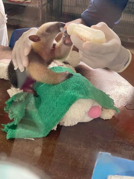 2022-08-02_tamandua_mirim_Cetas_Ibama_MA2