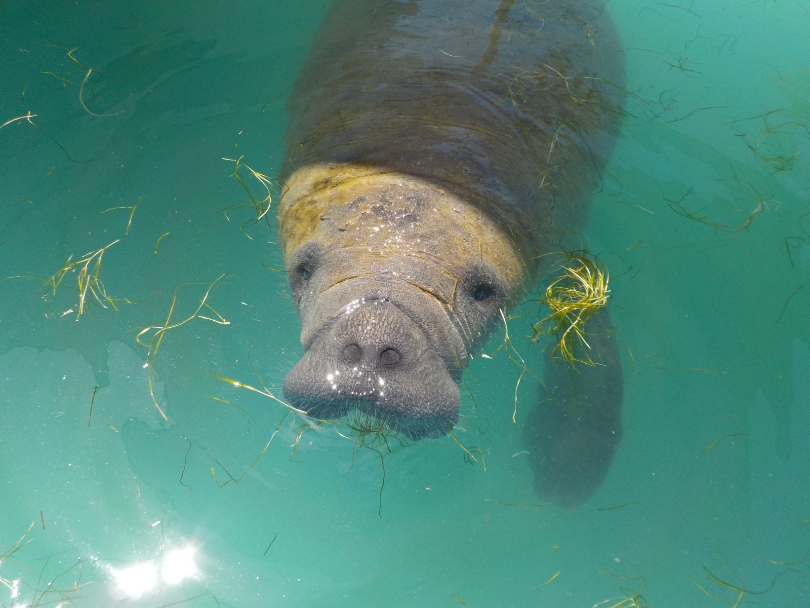 Conheça 5 animais marinhos ameaçados de extinção