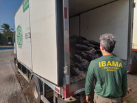 Ibama apreende oito toneladas de atuns no litoral do CE