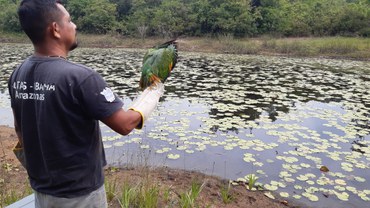 2023-11-28_soltura_passaros_Amazonas_Ibama.jpg