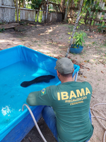 Ibama e Batalhão de Polícia Ambiental do Pará resgatam filhote de peixe-boi
