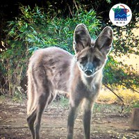 Ibama e Instituto Floresta Cheia reabilitam loba-guará e a soltam na natureza