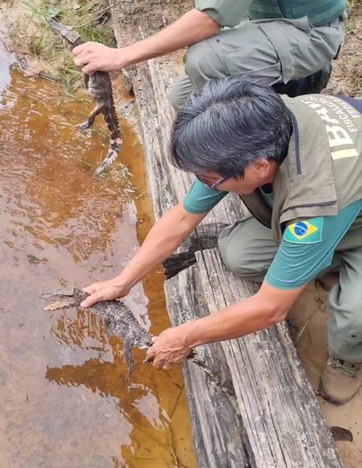 2023-01-26_operacao_TI_Alto_Rio_Guama_soltura_jacare_Ibama.jpg