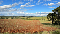 Ibama embarga 1.397 hectares utilizados ilegalmente para atividade agrícola no RS