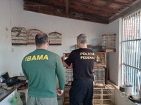Ibama resgata 60 aves da fauna brasileira mantidas em cativeiro irregular no Ceará