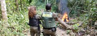 Operação conjunta do Ibama desmantela esquema de garimpo ilegal em Unidades de Conservação no Pará