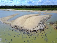 Ibama solta um milhão de filhotes de quelônios no rio Tapajós