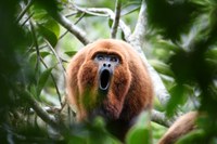 Ações do Ibama auxiliam na proteção dos animais em extinção no Rio Grande do Sul