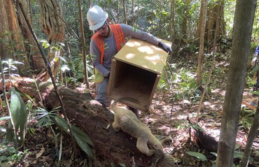 Soltura de um tamanduá depois da reabilitação