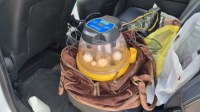 Duas mulheres ucranianas são presas transportando ovos de arara-azul-de-lear