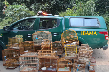 Gaiolas apreendidas na operação contra o tráfico de animais silvestre na Paraíba