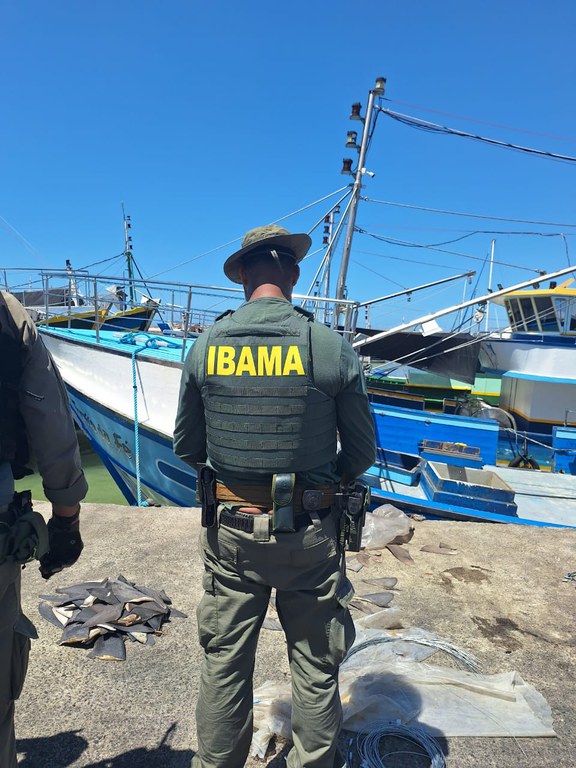 Fiscais do Ibama apreende peixes e barbatanas em Espírito Santo