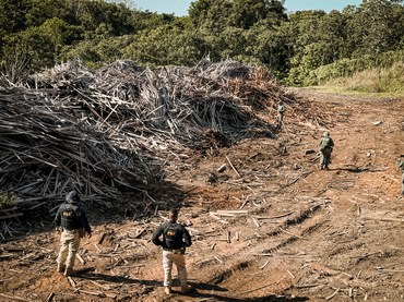 Pilhas de madeira no pátio da madeireira