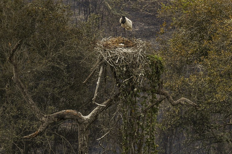 Tuiuiú, ave símbolo do Pantanal, protege seu ninho em meio aos incêndios florestais no Pantanal. Foto: Marcelo Camargo/Agência Brasil