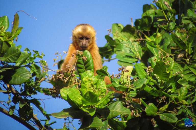 Imagem de um macaco-prego-galego