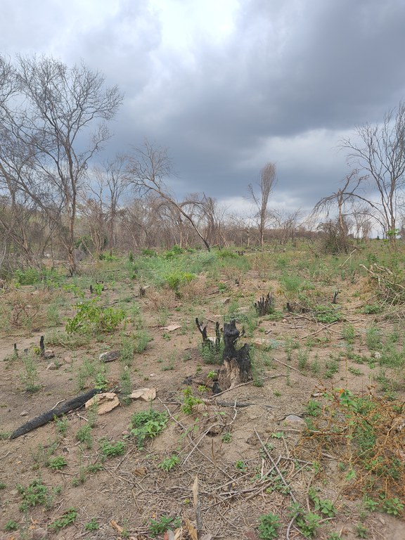 Desmatamento na Caatinga, em Alagoas