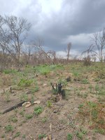 Ibama realiza operação contra o desmatamento na Caatinga, em Alagoas