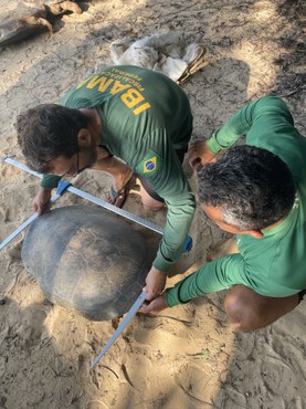 Agente do Ibama e um monitor medem o casco de uma tartaruga-da-amazônia, que está deitada na areia. Eles usam uma régua de metal para registrar o tamanho do animal