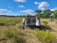 Ibama realiza soltura de 23 araras-canindés em Minas Gerais