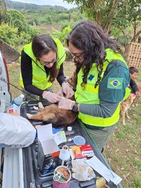 Atendimento veterinário a animais resgatados