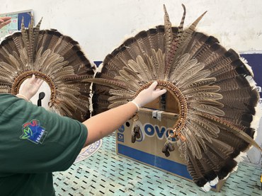 Cocares com penas de aves apreendidos pelo Ibama durante operação contra tráfico de biodiversidade