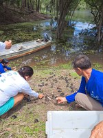 Programa Quelônios da Amazônia realiza a soltura de 6 mil filhotes no AM