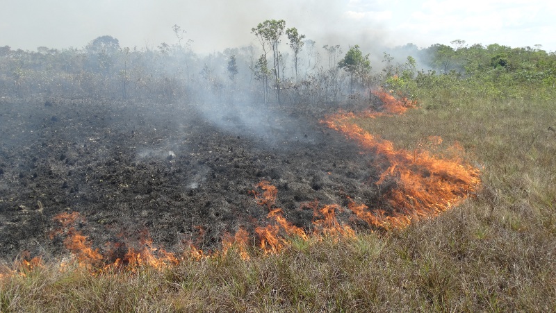 Exploração madeireira e incêndios florestais: 8 – Métodos para avaliar a  vulnerabilidade a incêndio - Amazônia Real