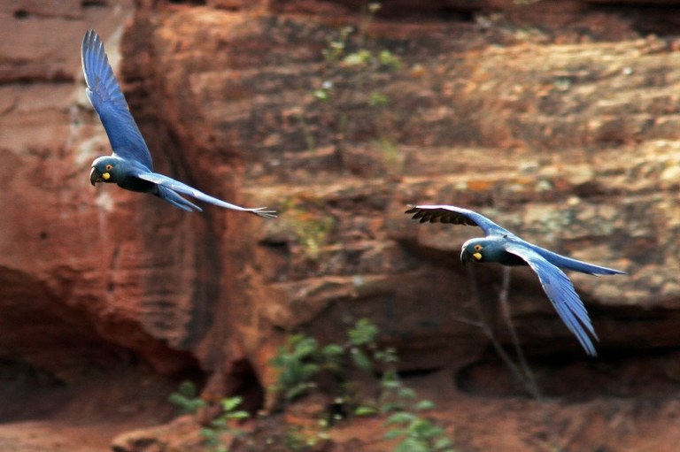 arara_azul_de_lear_foto_fabio_nunes.jpg