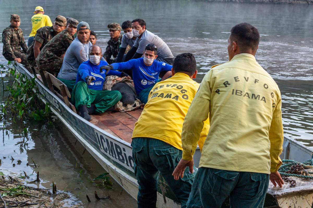 2019-11-01-ibama-peixe-boi-foto-vinicius-mendonca-02.jpg