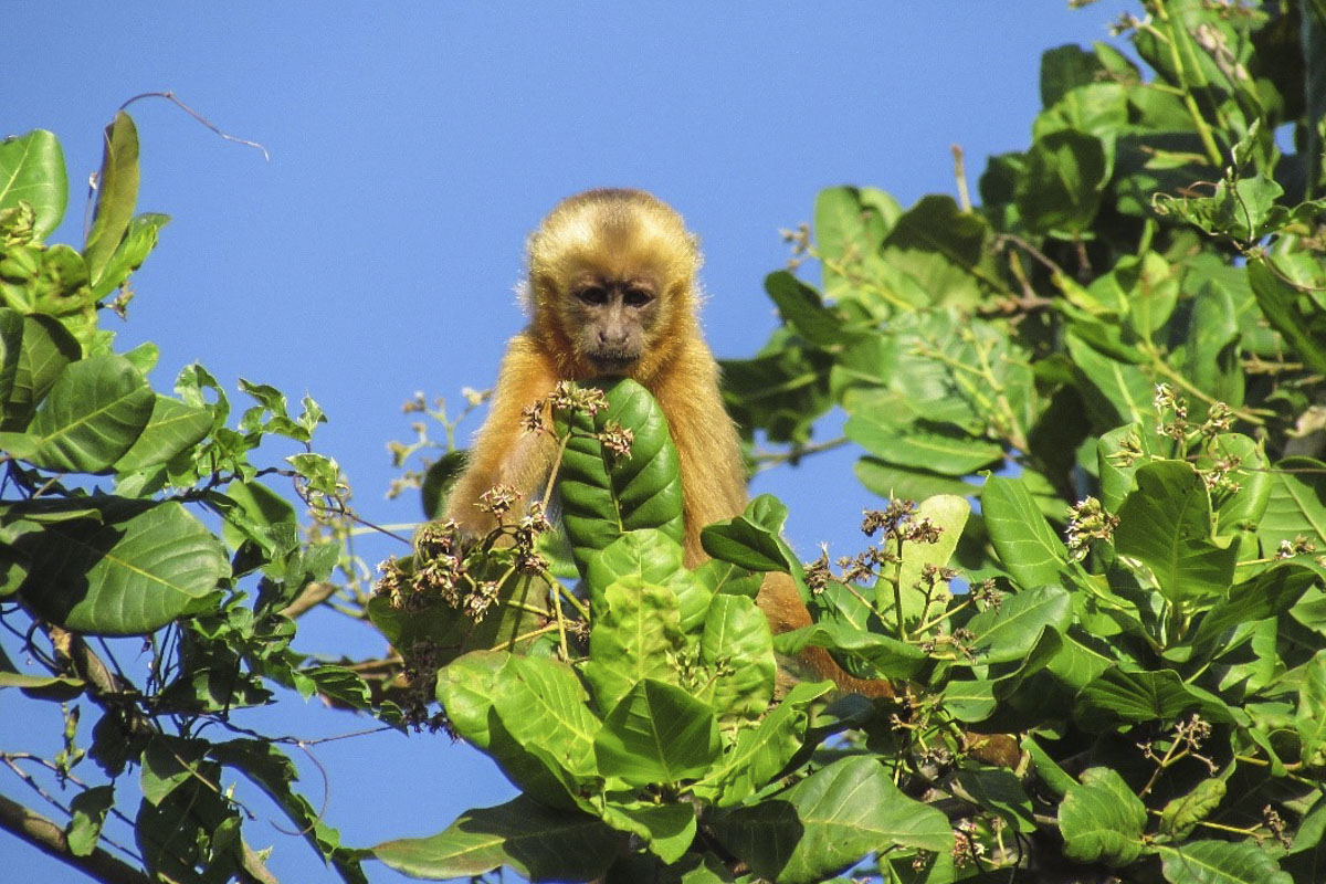 macaco_prego_galego.jpg