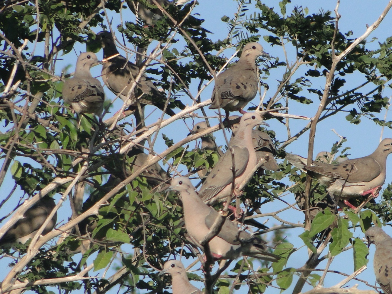 apa_chapada_araripe.jpg