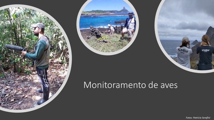 Linha de pesquisa 7 - Monitoramento de aves