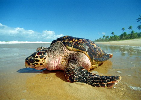 Tartaruga marinha na praia