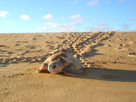 tartaruga-cabeçuda (Caretta caretta)