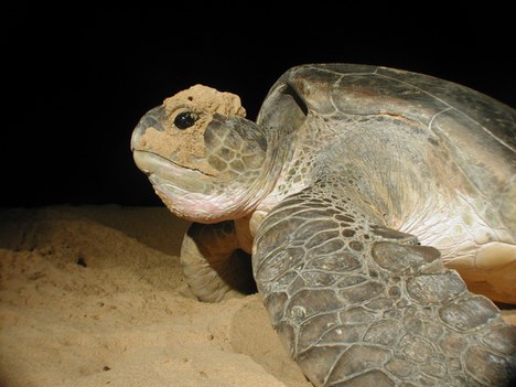 Tartaruga-verde (Chelonia mydas)