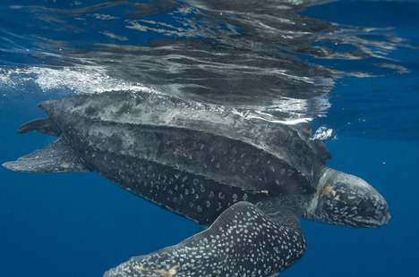 Tartaruga-de-couro (Dermochelys coriacea)