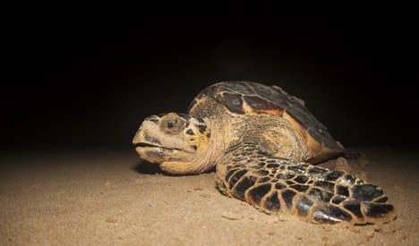 tartaruga-de-pente (Eretmochelys imbricatta)