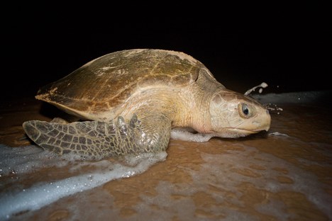 Tartaruga-oliva (Lepidochelys olivacea)