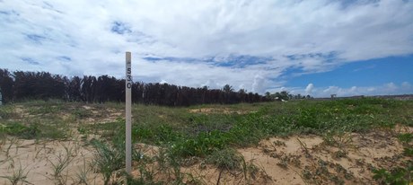 A tartaruga-oliva (Lepidochelys olivacea) – espécie que ganhará muito com adequações em Pirambu-SE