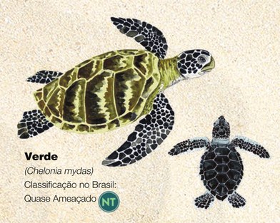 Tartaruga-verde (Chelonia mydas)