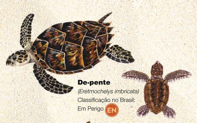 Tartaruga-de-pente (Eretmochelys imbricatta)