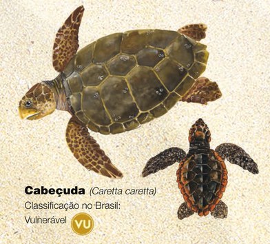 Tartaruga-cabeçuda (Caretta caretta)