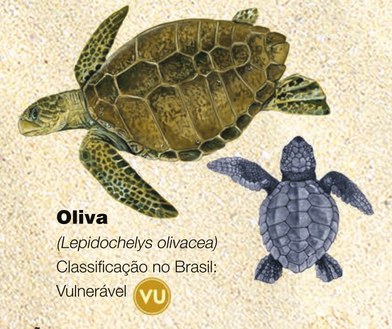 Tartaruga-oliva (Lepidochelys olivacea)