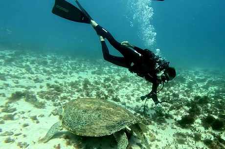 Analista ambiental Claudio Bellini em mergulho para captura, marcação e biometria em Chelonia mydas (Fernando de Noronha-PE)