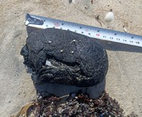 Base Avançada do Centro TAMAR/ICMBio em Guriri constata fragmentos de óleo nas praias