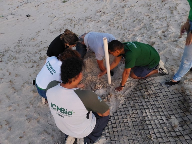 Erik Santos, do Centro TAMAR/ICMBio em SE, durante capacitação ao IDEFLOR-Bio (PA) em abertura de ninho para coleta de parâmetros reprodutivos.