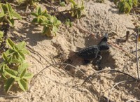 Centro TAMAR/ICMBio esclarece importância da praia de Pirambu/SE para a conservação das tartarugas marinhas